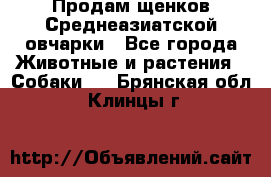 Продам щенков Среднеазиатской овчарки - Все города Животные и растения » Собаки   . Брянская обл.,Клинцы г.